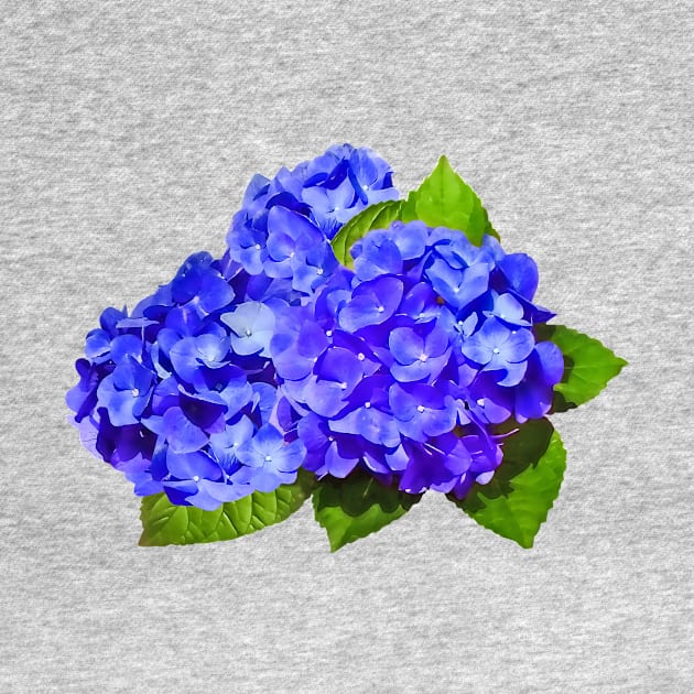 Cluster of Blue Hydrangea by SusanSavad